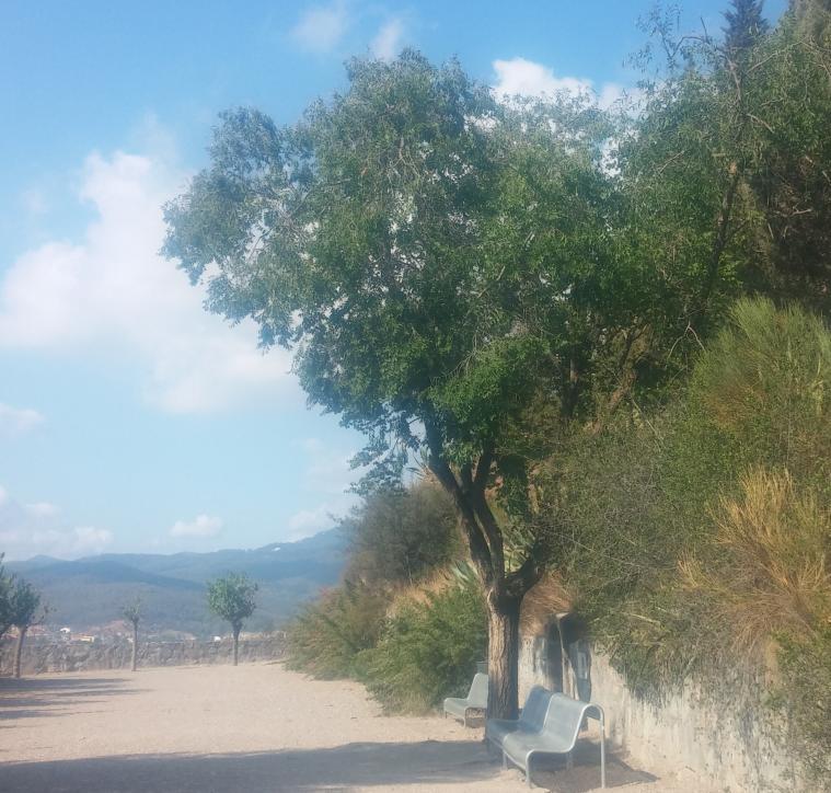 ARBRE